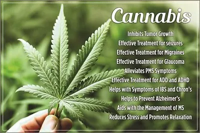 Cannabis Medical Benefits Poster 12x18 Marijuana Pot Healthy Lifestyle • $7.99