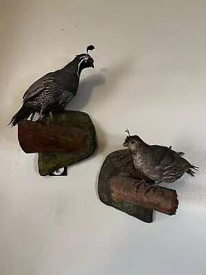 Vintage M/F California Quail Mounts • $150