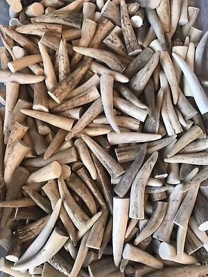 TEN-PACK (10) Naturally Shed Elk/Deer Antler Tips (AB & C Grades) Not Chews • $13.50