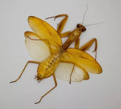 Mantidae - Cameron Highlands Malaysia- Hierodula Sp (Large) Rare Yellow  Form B • $79.98