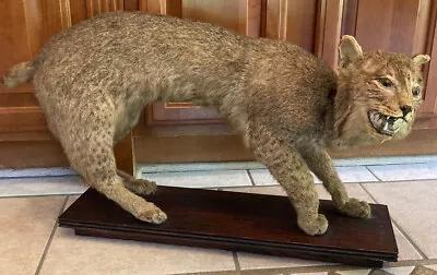 VTG 1970s Bobcat Taxidermy Full Body Mount Cabin Camp Decor 31in. X 16in. OBSOLE • $1150