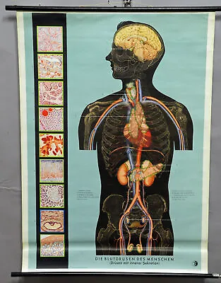 Anthropology Medical Vintage Rollable Wall Chart Poster Human Blood Gland • $215.99