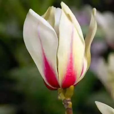 Magnolia Sunrise Tree Flowering Garden Shrub White Flowers Deciduous Foliage 3L • £81.98