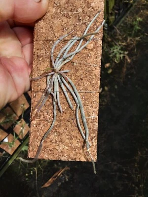 $30 • Buy Orchid Species -chilochista Parishii Kanchanaburi-thailand Species