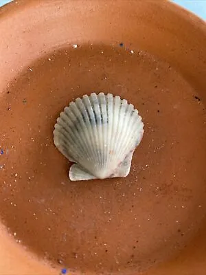Scallop Sea Shells. Lot 19 • $2.99