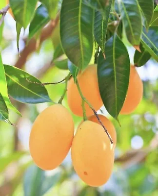 Maprang Mango Mangifera Live Fruit Tree (16inch To 30in) • $37.99
