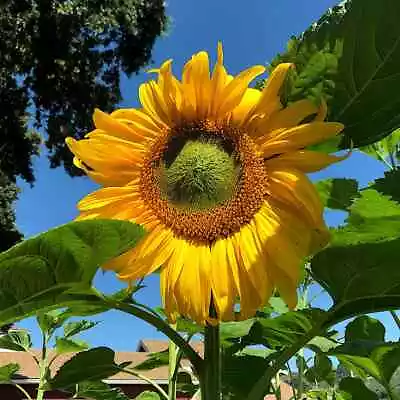 GIANT MAMMOTH RUSSIAN  GREY STRIPE  SUNFLOWER SEEDS Heirloom Hardy 10  FLOWERS • $6.89