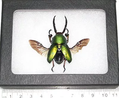 Lamprima Adolphinae Green Mounted Wings Spread REAL FRAMED STAG BEETLE • $34