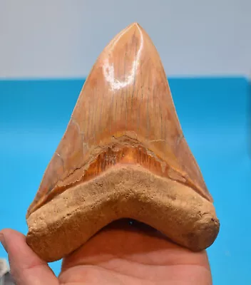 Rare Massive 6.1  Monster Megalodon Tooth Amazing No Restoration Great Root!!! • £600