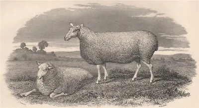 SHEEP. Leicester Ewe 1898 Old Antique Vintage Print Picture • $8.71