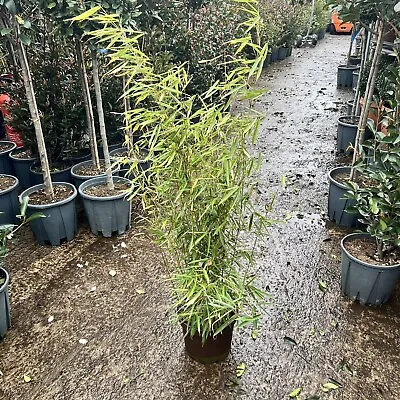 Fargesia Robusta Campbell Rooted Pot Grown Plants. 7.5  Litre Pot 80/100cm. • £39.95