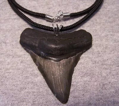 Megalodon Shark Tooth Necklace 2 5/8  Fossil Jaw Sharks Teeth Pendant MEGLADON • $49