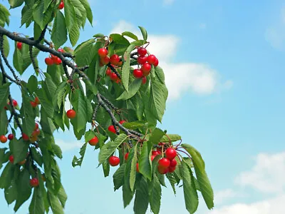 WILD CHERRY TREE (Prunus Avium) 1.5ft Tall - EDIBLE - BLOSSOM - GEAN • £4.95