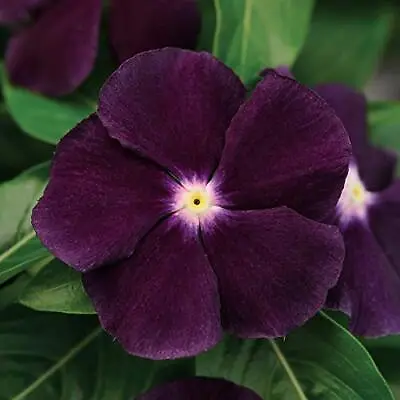  Periwinkle Vinca BlackBerry Garden Flowers & Ground Cover Plants - 50 Seeds  • $13.06