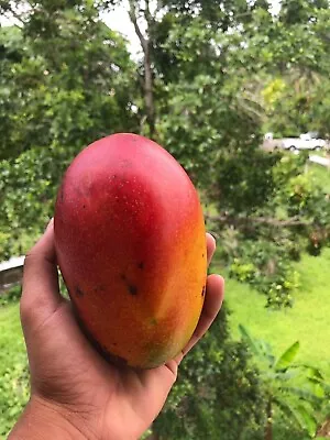 Grafted Mango Haden (Mangifera) Live Tropical Fruit Tree (12 -24 ) • $77.99