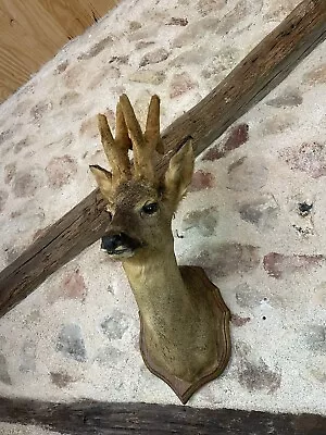 £110 • Buy Vintage TAXIDERMY ROE DEER STAGS HEAD ON OAK MOUNT 6point Antlers Hunt Decor