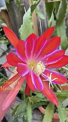 Rooted Epiphyllum Orchid Cactus “Mandarin Lady” • $10