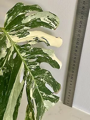 💚 COLLECTORS PLANT 💚 Variegated Monstera Albo Borsigiana - Mid Stem Cutting • $40