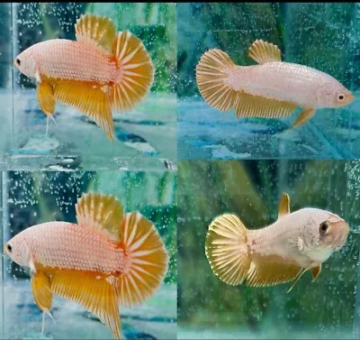 1 PAIR -  Live Betta Fish  Plakat HMPK  Yellow Dragon • $18.90