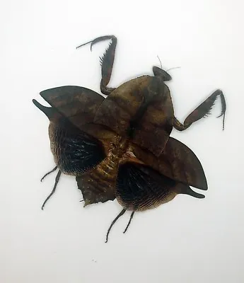 Mantidae - Leaf Mantis - Deroplatys Truncata (f ) - Leaf Mimi  -  V. Rare MT (A) • $38.98