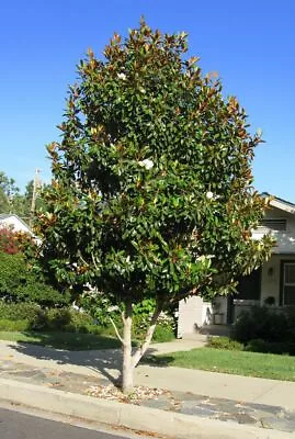 Magnolia Grandiflora / Evergreen Magnolia Tree Peat Free 5Ltr 100-125cm • £51.99