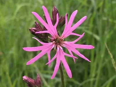 3 X Ragged Robin Marginal Pond Plant Or Bog Plant Lychnis Flos-cuculi • £11.95