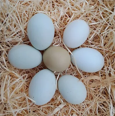 12 Maran X Legbar Hatching Eggs • £11.99