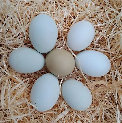 6 Maran X Legbar Hatching Eggs • £9.99