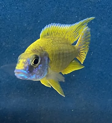 X6 Aulonocara Maleri Island African Malawi Cichlid Tropical Fish 4-5cm Unsexed • £55