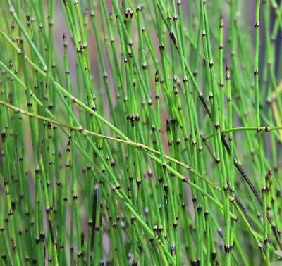 Dwarf Horsetail For Small Ponds Or Water Feature Plant Aquatic Pond Marginal • £5.95