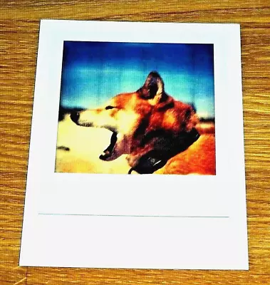 Impossible Spectrum Project Photo Postcard ~ Cute Yawning Dog At A Beach ~ New • £1.50