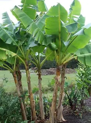 Darjeeling Banana - Musa Sikkimensis - Exotic Plant - Hardy - 5 Quality Seeds  • £2.49