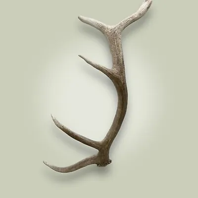 Naturally Shed Elk Antler Rack Single 5 Point Grade C 28  Long Rocky Mountain • $132