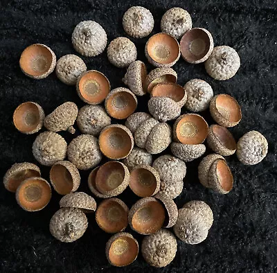 50 Dried Acorns CAPS ONLY For Crafts Natural Finish Large Size RED OAK TREE • $8.89