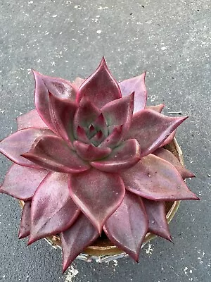 Echeveria Agavoides Blood Ebony.( Pot 12cm) • $140