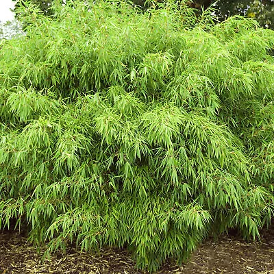 Fargesia Rufa Hardy Non-Invasive Red Panda Bamboo Garden Plant For Screening • £19.99