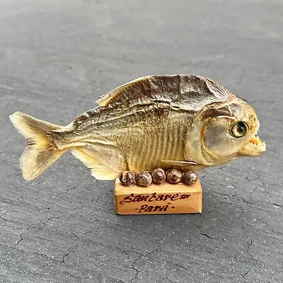 Real South American Amazonian Brazil Wood Mounted Piranha Fish Taxidermy 6.75  • $25.95