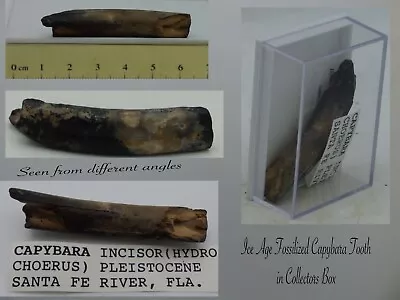 Fossil Tooth Capybara Hydrochoerus  Ice Age Pleistocene USA  In  Collectors Box • £28