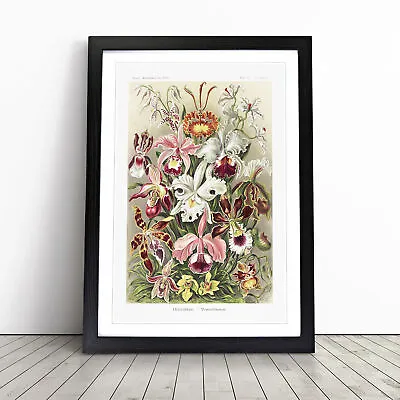 Orchids By Ernst Haeckel Wall Art Print Framed Canvas Picture Poster Decor • $21.10