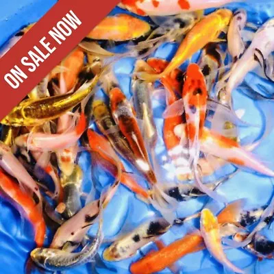 11-Lot Assorted 2 -4  Standard Fin Live Koi Fish A-Quality For Pond Garden PKF • $89.99