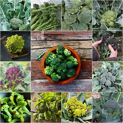 BROCCOLI Heirloom Mix 100 Seeds ALL TYPES Vegetable Garden AUTUMN WINTER Cool • $5.32