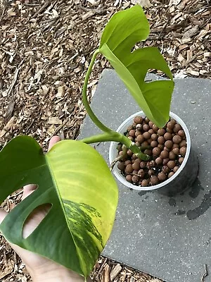 Rare Premium Monstera Aurea Display Plant!!! Est Tip Cutting Not Tc Variegated • $127.50