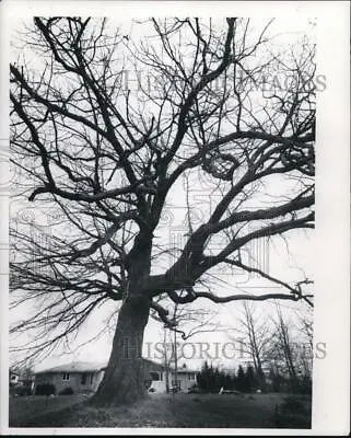 1973 Press Photo Oak Tree-250 Year Old At Brooksides Drive Independence Ohio • $12.99