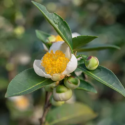 Tea Plant Established Plant In 1.5L Pot • £22