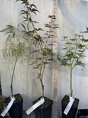 2 Japanese Maples You Choose Liner Size - Your Choice Off List Within Listing • $58