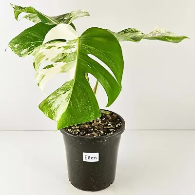 Variegated Monstera Deliciosa Borsigiana Named  Ellen  - Albo - Established • $100