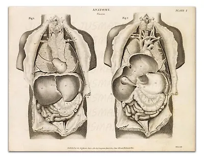 Anatomy VISCERA PLATE I Vintage Illustration 22x17  Art Print • $20.99