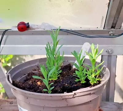 £3 • Buy Munstead Lavender Seedlin Plant