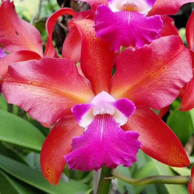 $35 • Buy Cattleya Topaz Saucy