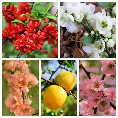 30 FLOWERING QUINCE Fruit Shrub Seeds Pink Red White Orange Chaenomeles Speciosa • £2.41